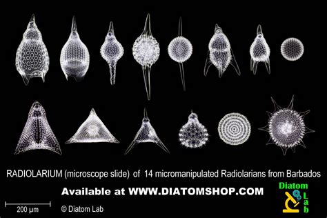 how are radiolarians similar to diatoms